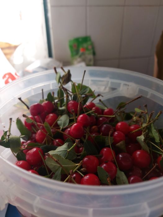 Vende-se Ginjas Frescas