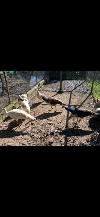 Pavoes e faisao macho temminck