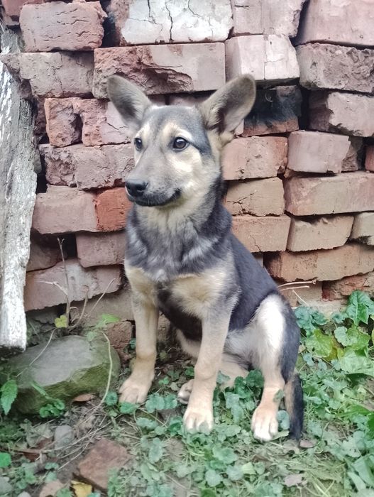 Цуценя безкоштовно