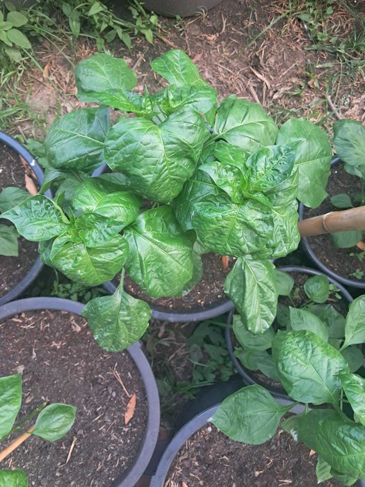 Malagueta Carolina Reaper