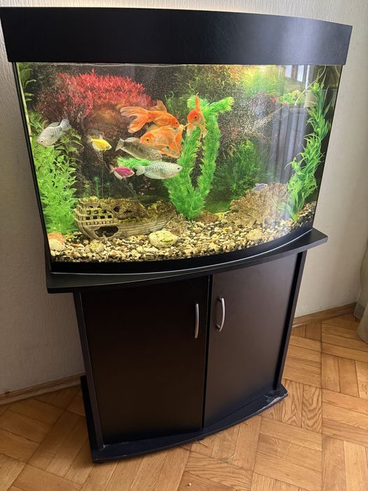 Продам акваріум, з тумбою, декараціями та рибками