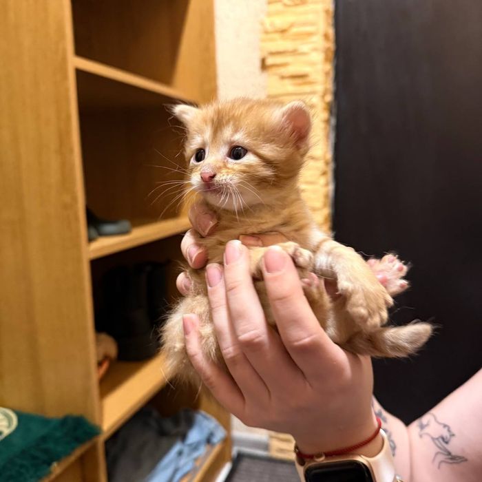 Котятки ищут дом