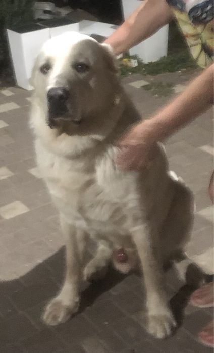 Вязка .Кобель САО.КСУ