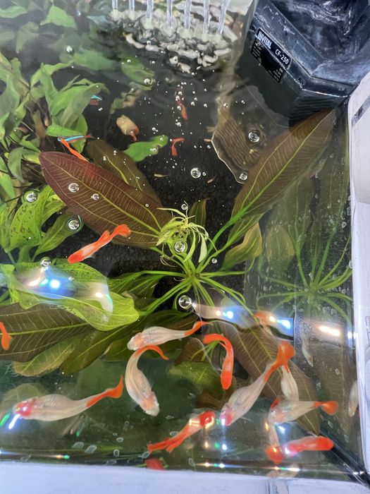 Gupiki Red Koi - ryby - młode gupiki