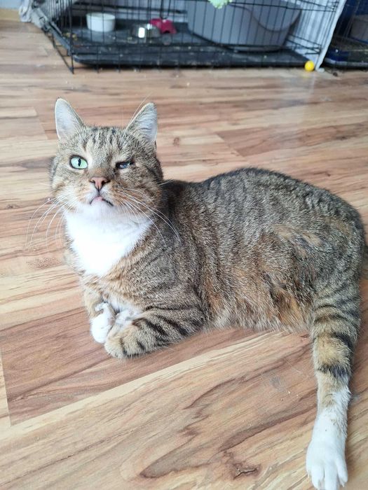 KULAWKA - niepełnosprawny kot bez szans na dom? :(