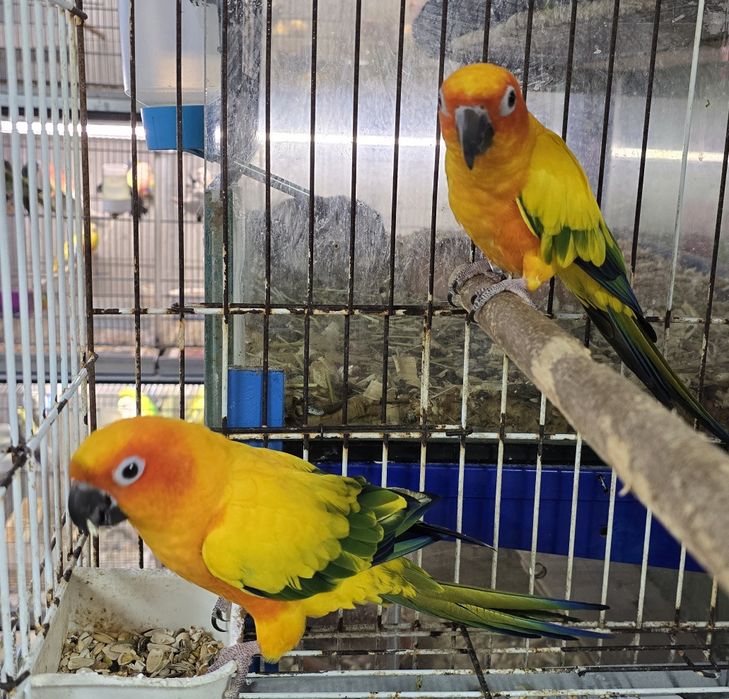 Aratinga Sol muito bonitas