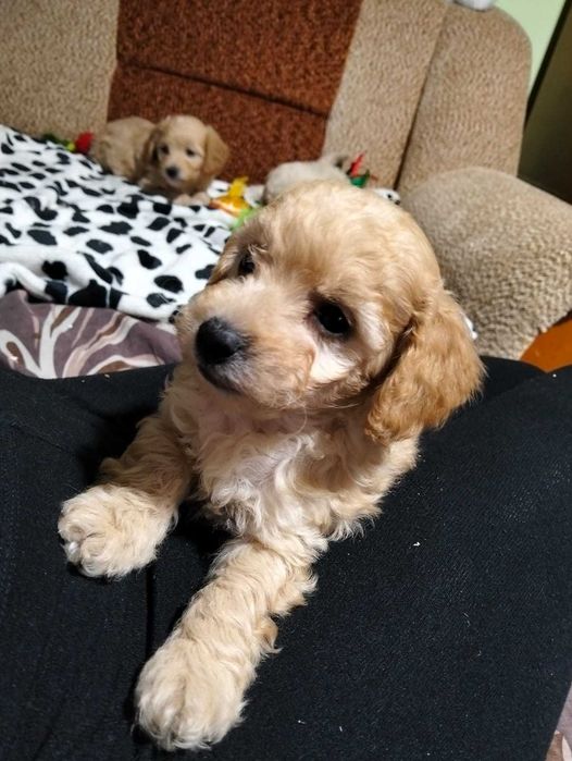 Maltipoo F1B cudny maluszek