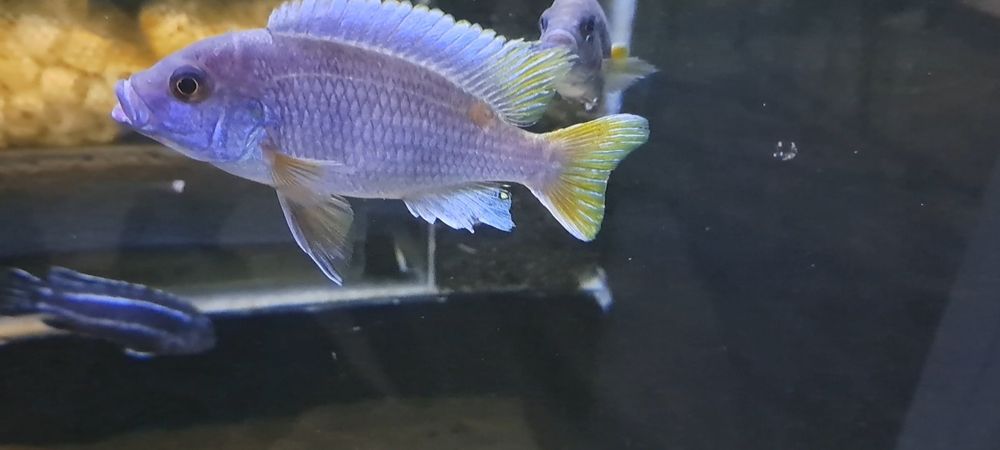 Pyszczak Pseudotropheus acei (pyszczak złotopłetwy)