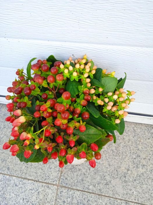Vendo ramos de flores naturais