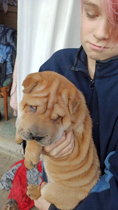 Цуценята Шар-пея