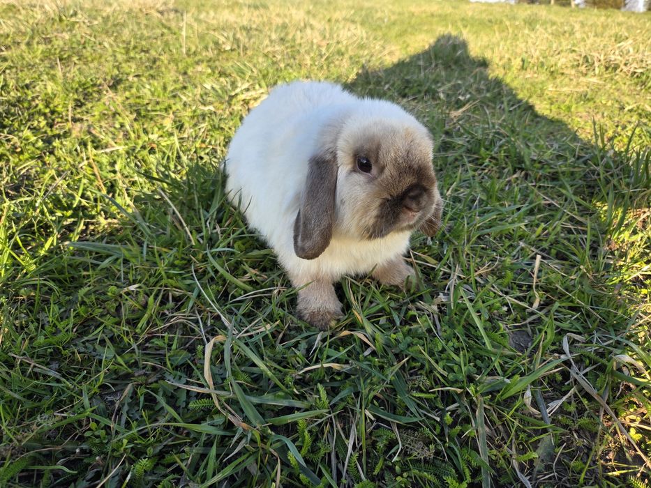 Mini lop - samczyk roczny - kolor syjamski