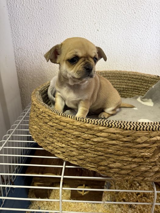 Chihuahua Excelente Linhagem