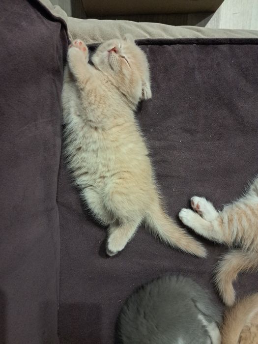 Кошенята шотландські