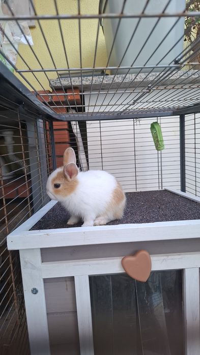 Vendo coelhinhos Anão Holandês