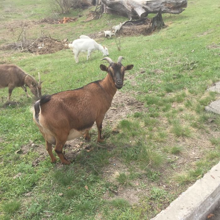 Распродаем камерунских нигерийских козочек