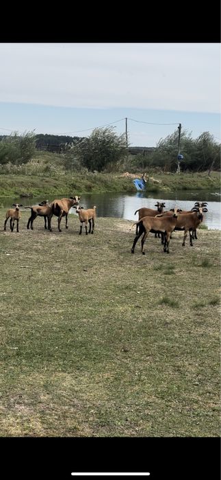Продам камерунських вівців