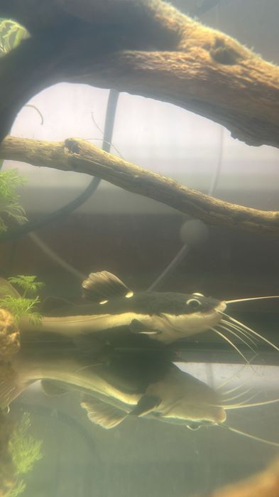 Vendo material de aquário