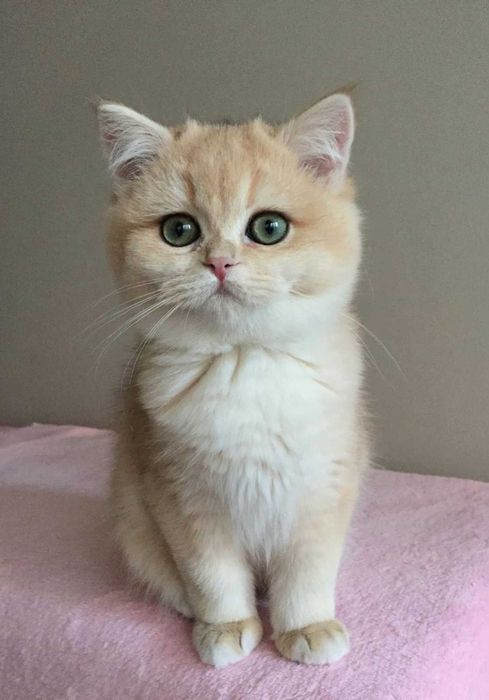 Kocurek, colour niebieska złota szynszyla