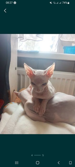 Канадський сфінкс, вязка