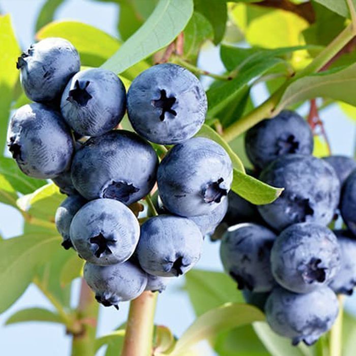 Саджанці лохини ОПТ–Роздріб / Саженцы голубики ОПТ–Розница