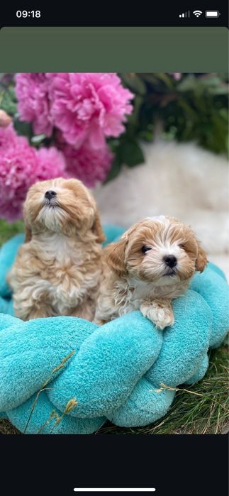 Мальтипу міні цуценятаа