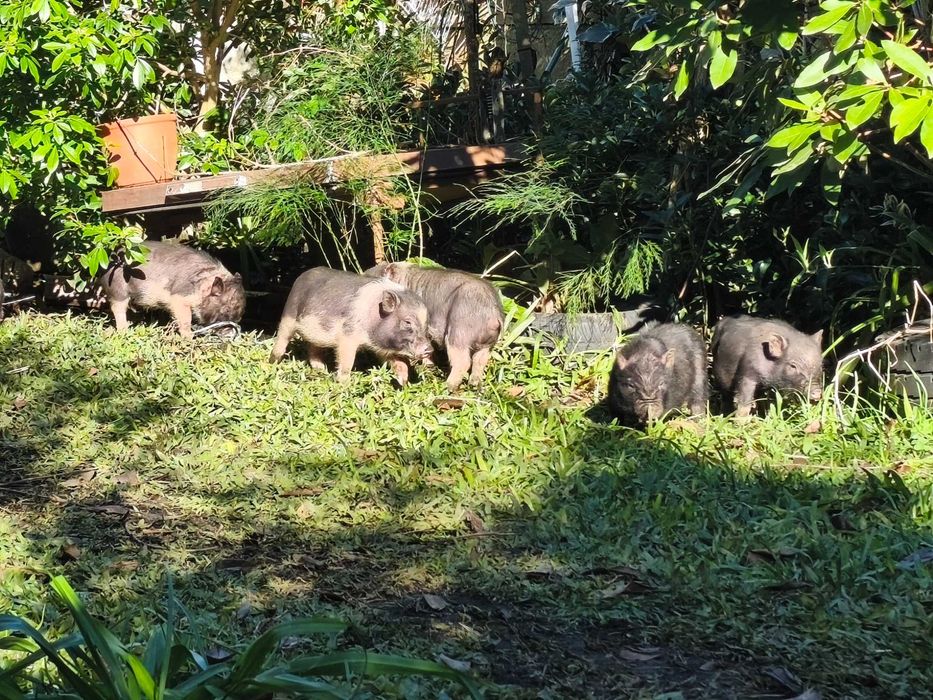 Porquinhos vietnamitas 2 meses