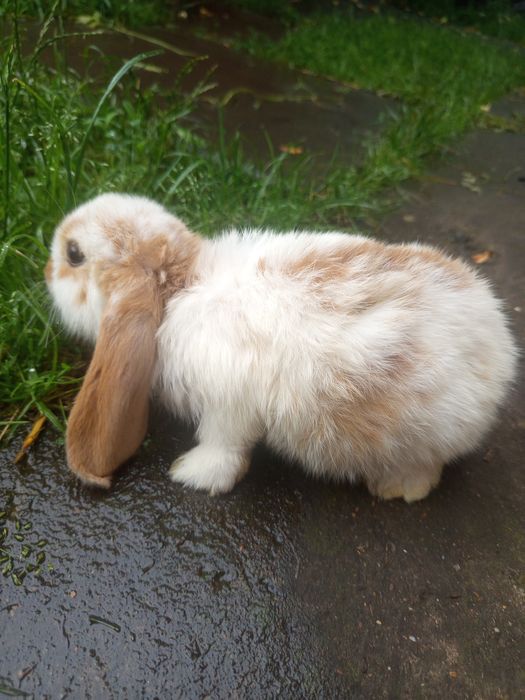 Французький баран