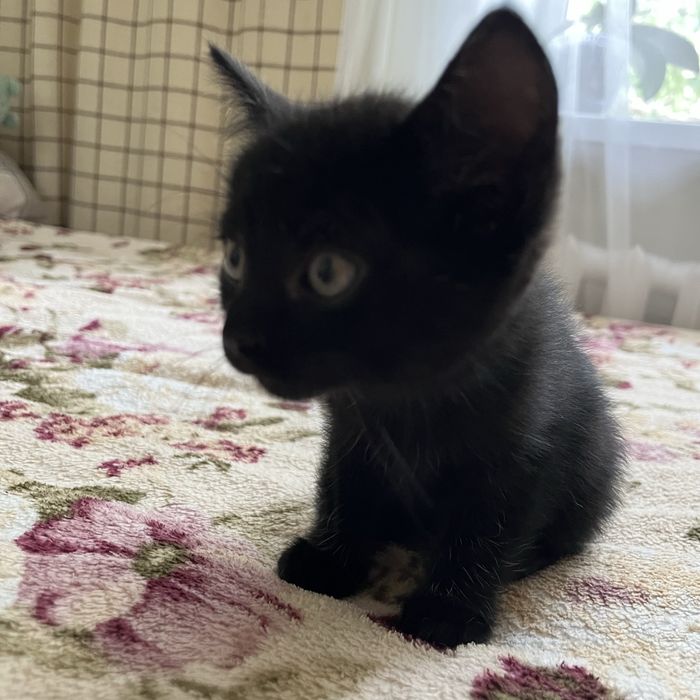 Віддам кошеня безкоштовнo