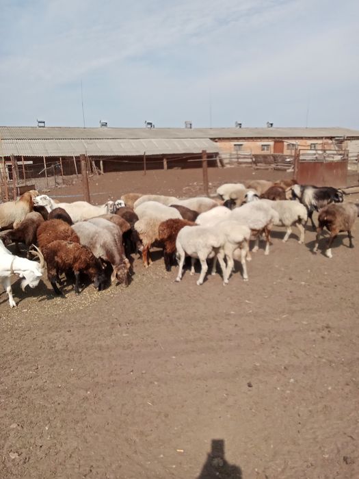 Продам вівці Гісари