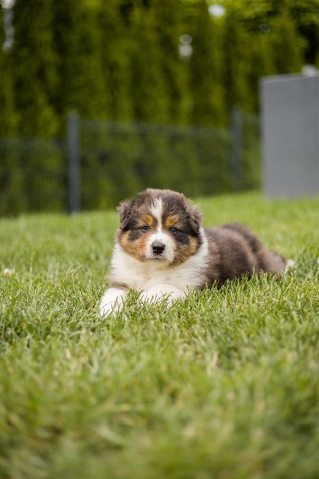 Owczarek australijski suczka nietypow blue Merle