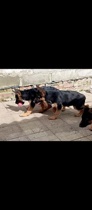 Яркая сука три месяца.