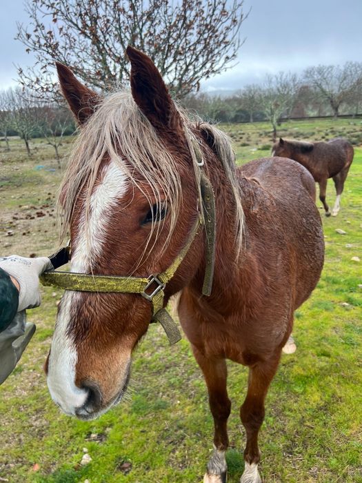 Vendo Cavalos Mansos