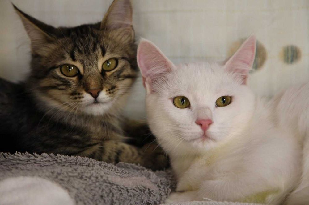 Котик шукає родину