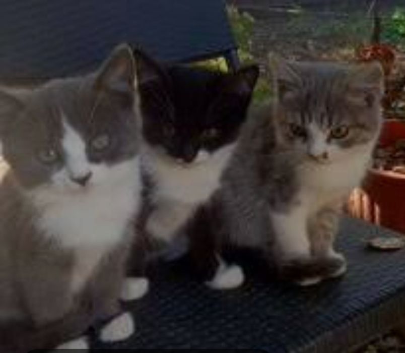 Котята бесплатно