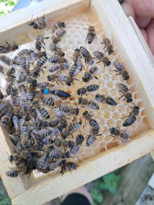 Матки Карніки лінії "Кірхайн" f1.