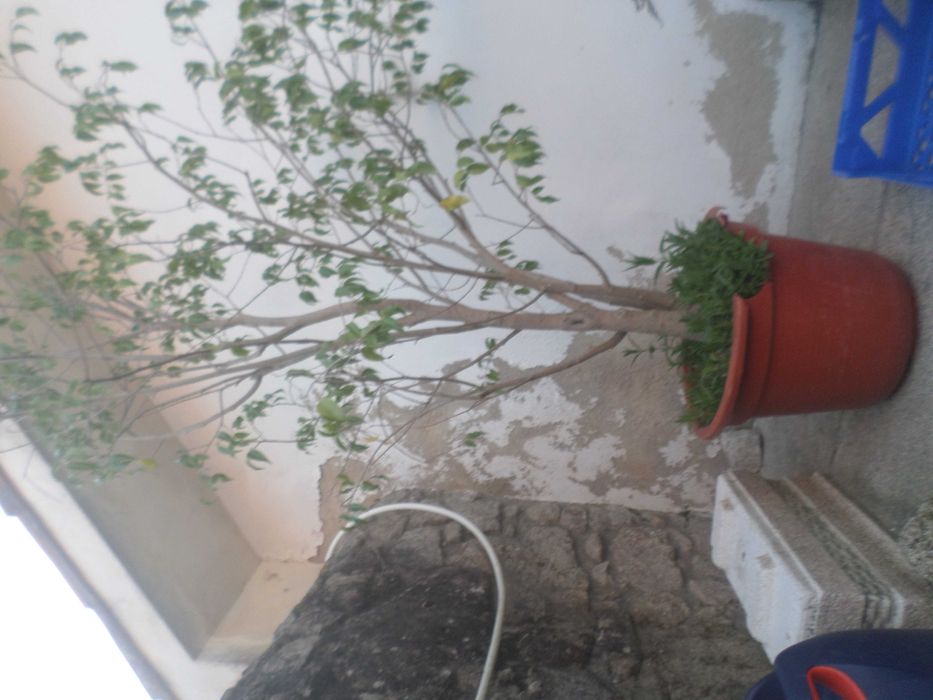 Ficcus benjamim em vaso plastico   +/- 1.90cm