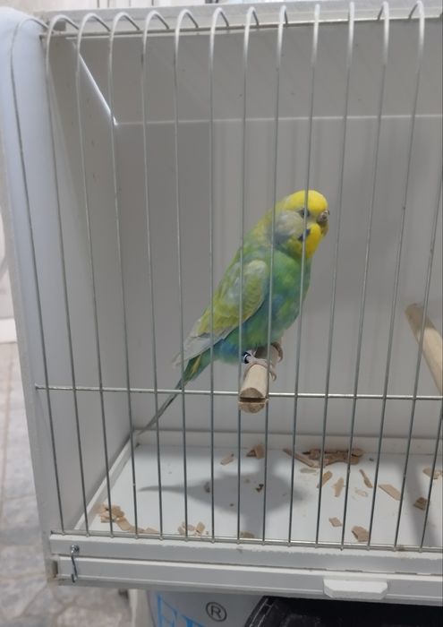 Periquito Fêmea arco-íris