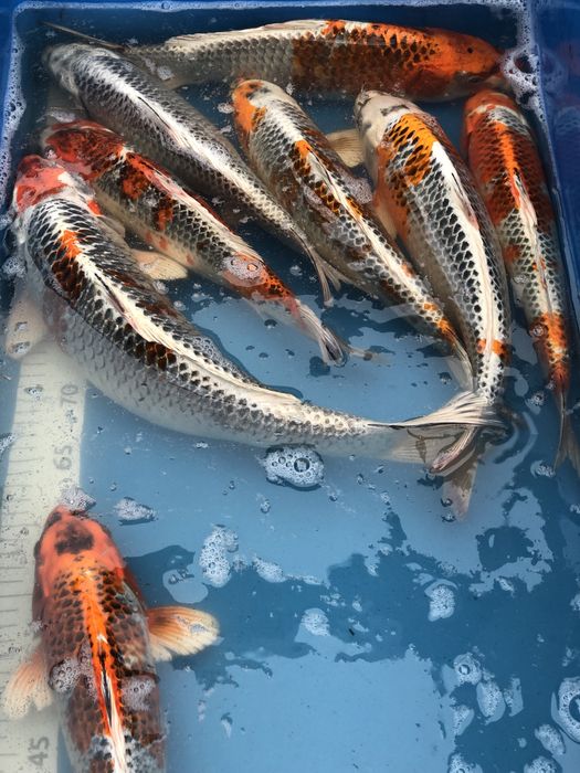 Karp koi , ryba do oczka wodnego