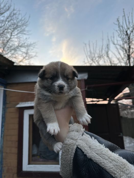 Віддамо цуценят у добрі ручки, які будуть піклуватись