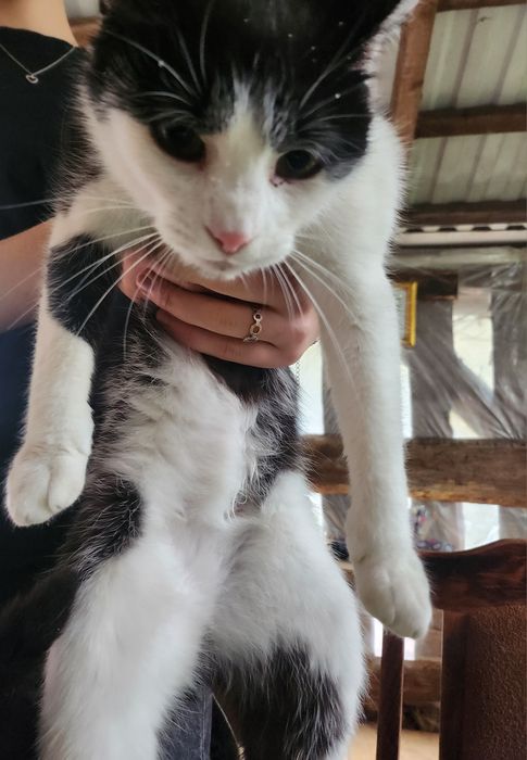 Koty do adopciji
