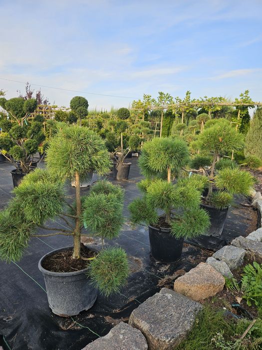 Cisy formowane bonsai.Sosna.Jałowiec. Kratownica.Panel
