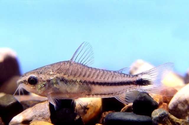 Corydoras pygmaeus – criação própria
