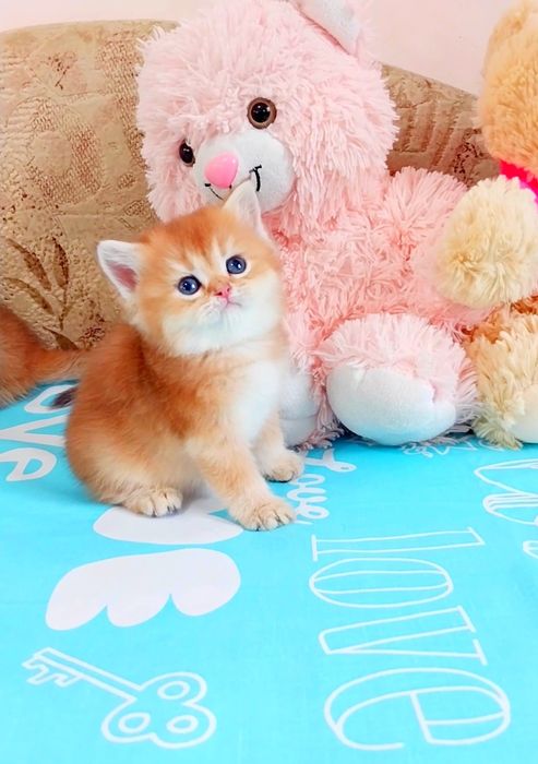 Невероятно добрый и ласковый котёночек Милашка