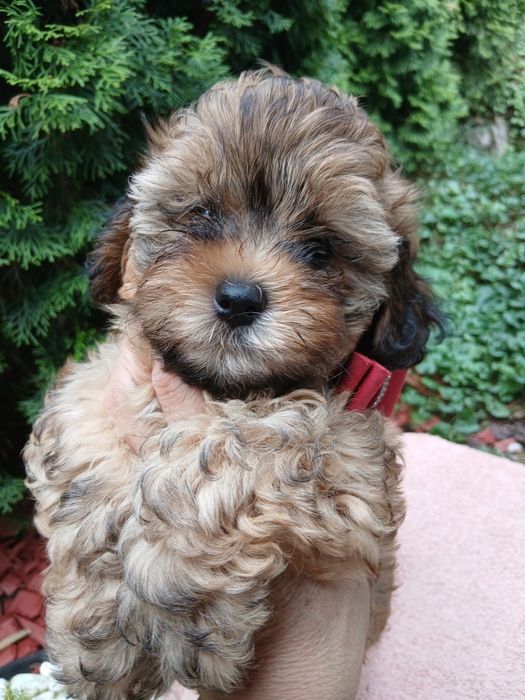 Suczka shihpoo hybryda