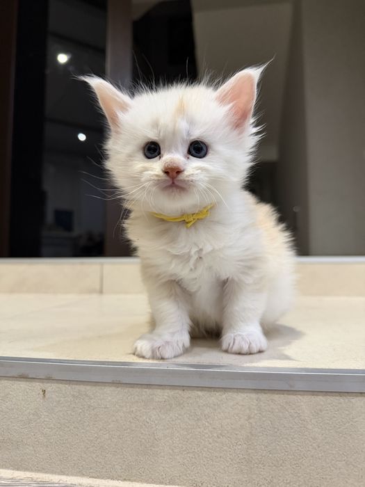 Кошенята Мейн-кун