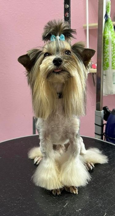 Бівер Йорк. В'язка.