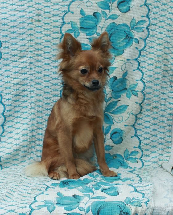 Девочка длинношорстного той-терьера  ищет семью.