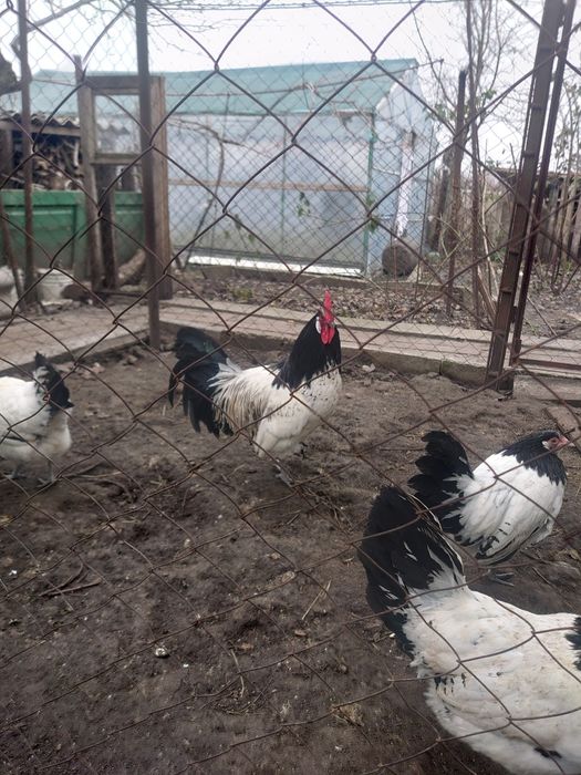 Інкубаційне яйце лакенфельдер