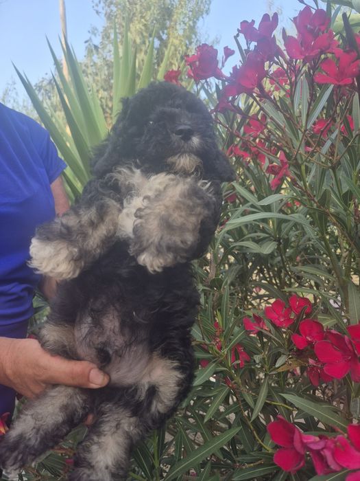 Caniche preto branco