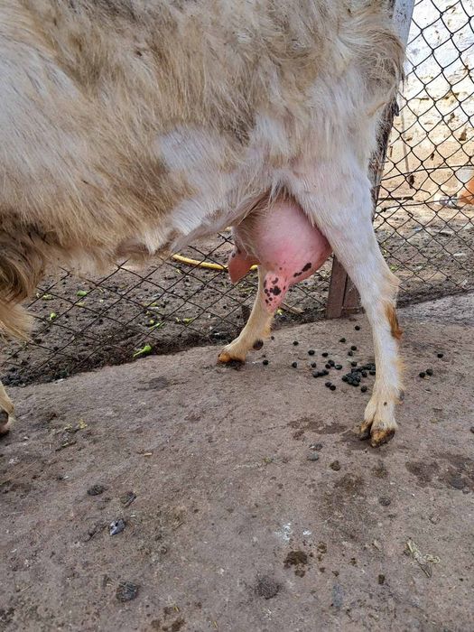 Продаю дойни Кози